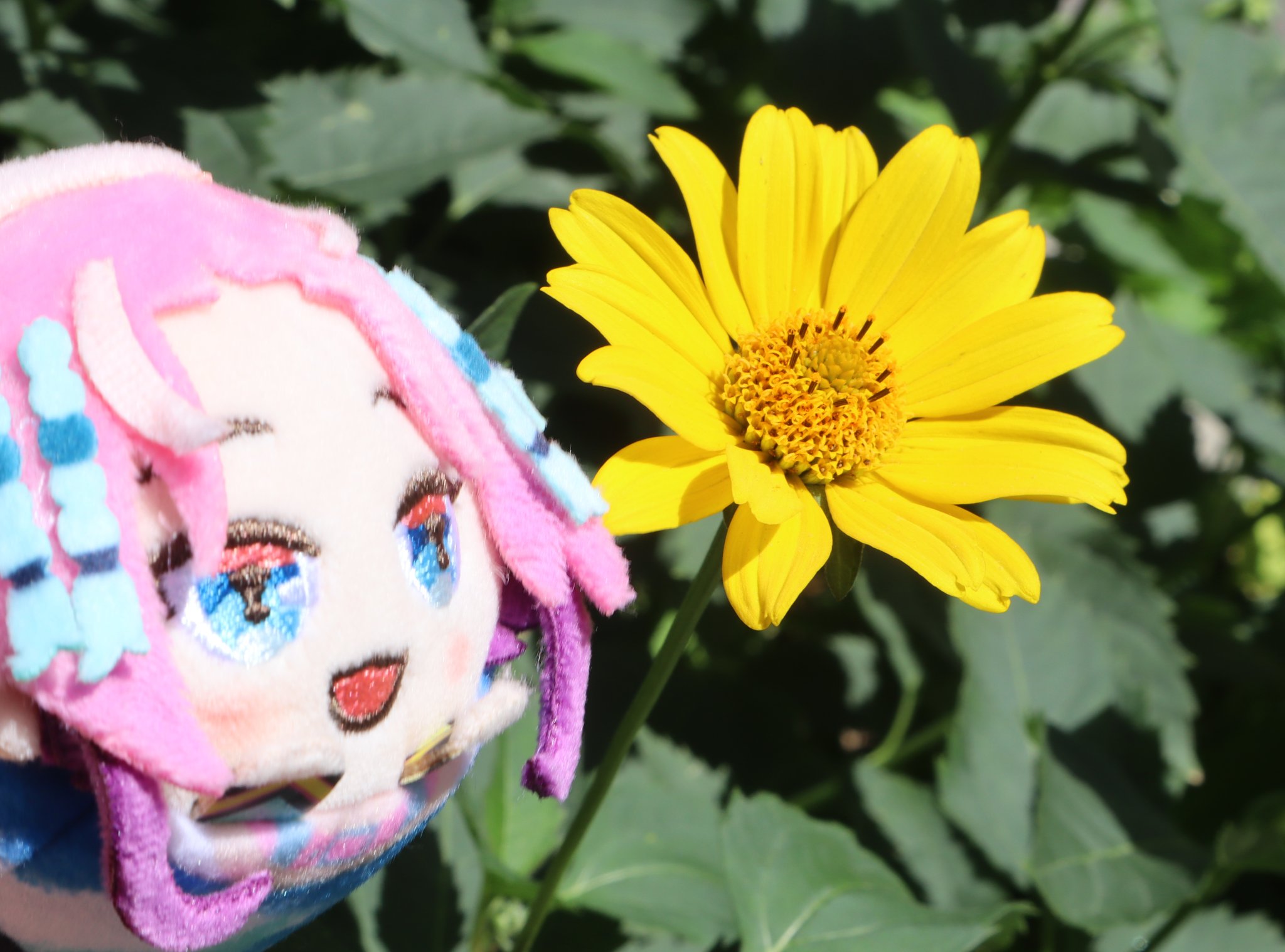 へび もちころぬいの国 このお花はキクイモモドキかな キクイモ っていう根っこにお芋みたいな塊ができるお花があるんだけど それに似ているのにお芋ができないからキクイモ モドキっていうんだって 真ん中にたくさんある小さいのが花みたいだよ 知ら