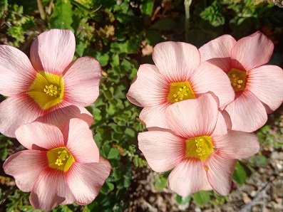 𝘠𝘰𝘶𝘳 #𝘏𝘦𝘭𝘭𝘰𝘋𝘢𝘳𝘭𝘪𝘯𝘨𝘡𝘈  𝘜𝘱𝘤𝘰𝘮𝘪𝘯𝘨 𝘋𝘢𝘳𝘭𝘪𝘯𝘨 𝘌𝘷𝘦𝘯𝘵𝘴 

As we head into spring, Darling is becoming as lively as our wildflowers!

➡️ Darling Artists
At The Marmalade Cat, 19 

➡️ Braam 

➡️ Silent Disco

➡️ Darling Wildflower Show and Plant Fair