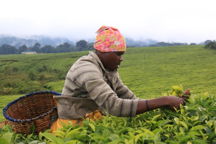 JMukundente's tweet photo. #China and Rwanda have signed a memorandum of understanding on e-commerce cooperation, helping high-quality Rwandan products such as coffee, chili sauce and tea enter China through various e-commerce platforms.    
Cc :@CE_ChinaEconomy https://t.co/EPJMQyhmTG