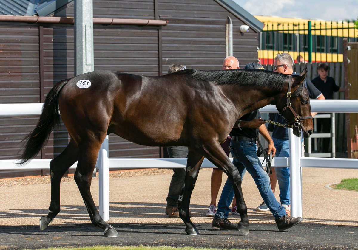 SaracenTB's tweet photo. Congratulations to Houghton Bloodstock and all their team as lot 161, their Cracksman colt out of Pavillon, sells to @TedDurcan for £90,000 @GoffsUK 
#FeedTheDifference #PremierYearlings #FutureInMind
Photos by @laurainaldreth https://t.co/3u2MMUvil8