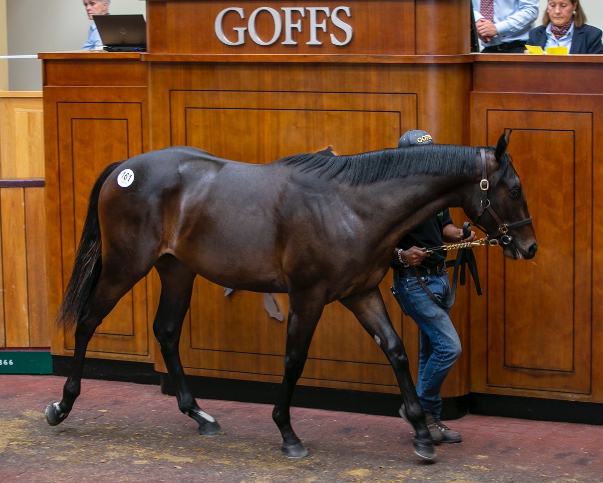 SaracenTB's tweet photo. Congratulations to Houghton Bloodstock and all their team as lot 161, their Cracksman colt out of Pavillon, sells to @TedDurcan for £90,000 @GoffsUK 
#FeedTheDifference #PremierYearlings #FutureInMind
Photos by @laurainaldreth https://t.co/3u2MMUvil8