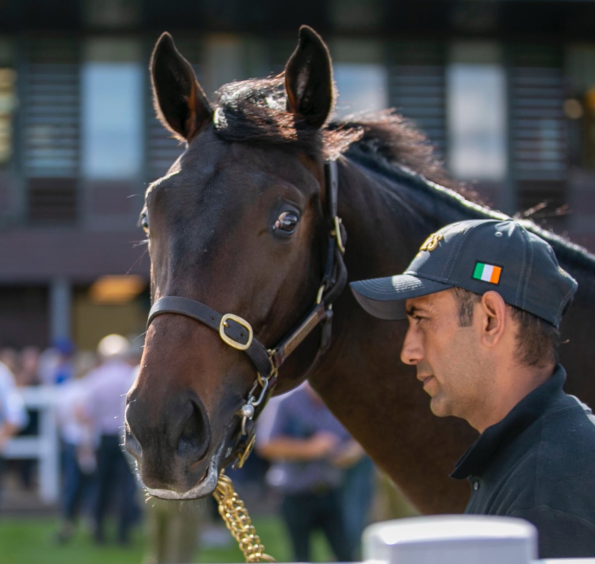 SaracenTB's tweet photo. Congratulations to Houghton Bloodstock and all their team as lot 161, their Cracksman colt out of Pavillon, sells to @TedDurcan for £90,000 @GoffsUK 
#FeedTheDifference #PremierYearlings #FutureInMind
Photos by @laurainaldreth https://t.co/3u2MMUvil8
