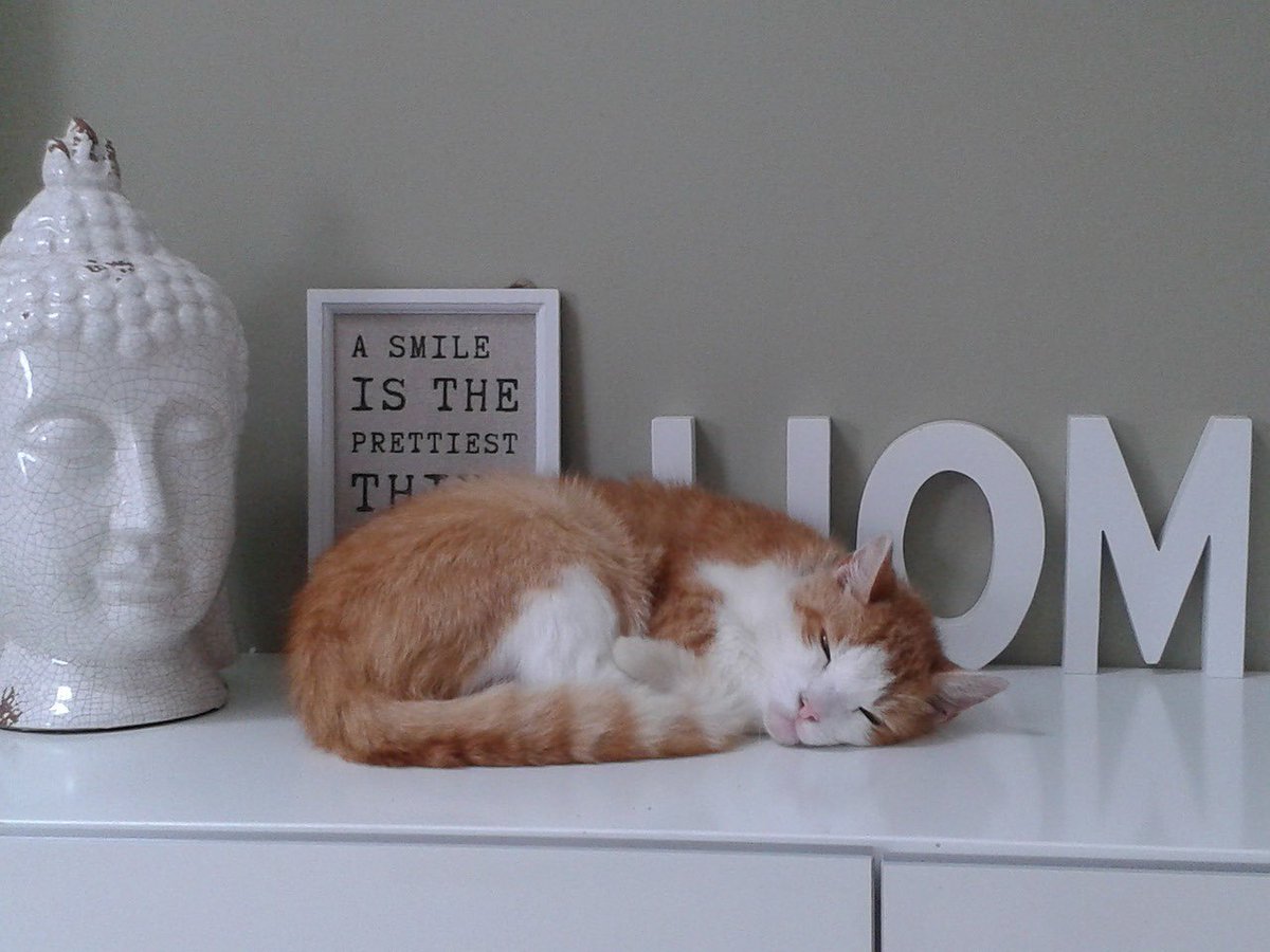 jellybread_glb's tweet photo. We're JellyBread🍬🥖
How cute it is❤️😘
We hope all cats in the world can find a comfortable place to rest🙏
-------
私たちはJellyBreadだよ。🍬🥖
世界のすべての猫がリラックスした休息の場所を見つけることができることを願っています。🙏
#jellybread #CatsofTwittter #CatLovers https://t.co/NDJ7fMe3TO