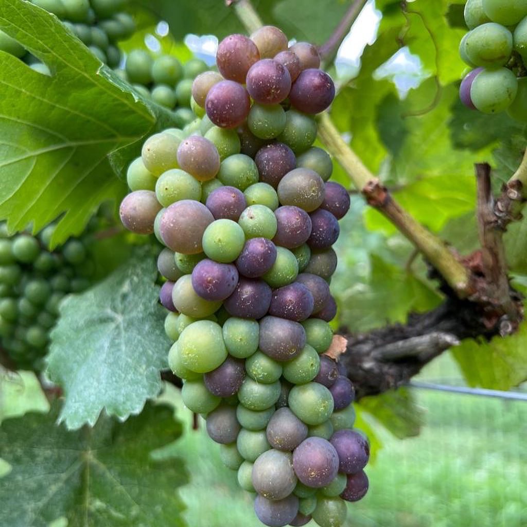 ClosduSoleil's tweet photo. Veraison on the horizon! Pinot Gris going into verasion at our Whispered Secret vineyard!
#closdusoleil #bcwine #similkameenwine #vineyardlife #wineinprogress https://t.co/Zwq43BRdIq