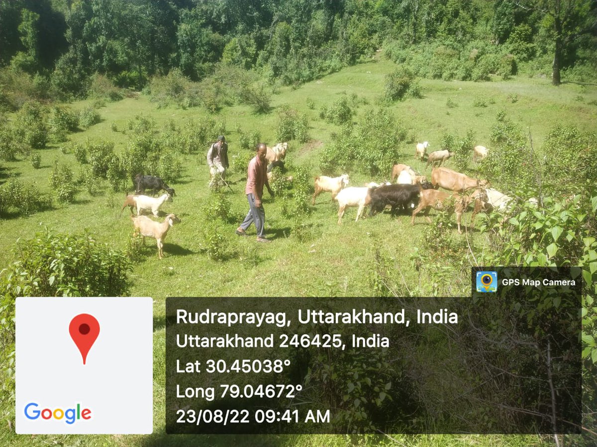 fiurudraprayag's tweet photo. ग्राम क्यार्क बरसुड़ी में लाभार्थी को परियोजना के माध्यम से 10 बकरियों का स्वास्थ्य परीक्षण एवं टीकाकरण उपरांत वितरण किया गया!
#GoatsDistribution #Ukcdp_usgcf #ncdc @Dept_of_AHD @pashudhanUK @Saurabh1378 @basava_ias @mdusgcf @MdNcd @aviddn @Uttarakhandcoo1 https://t.co/fxplHBOkg2