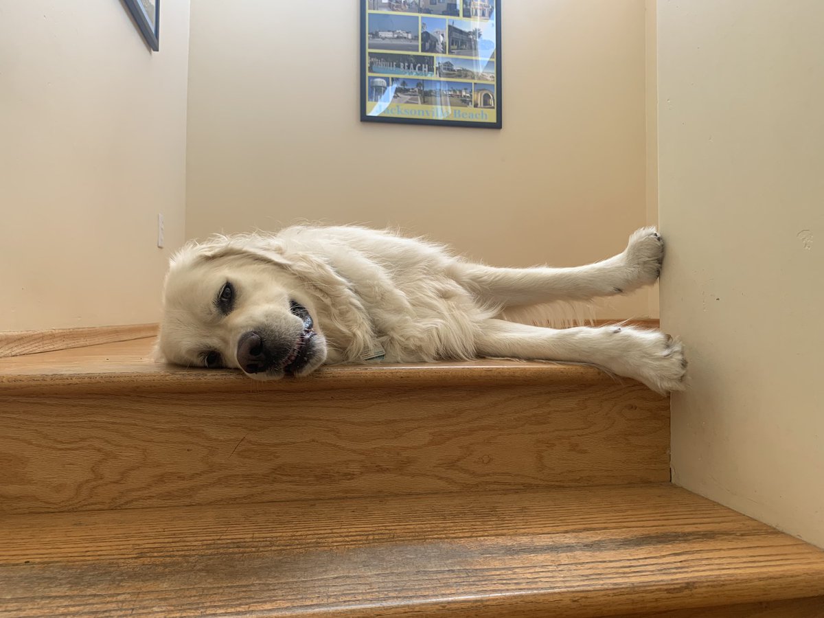 RFIndependence's tweet photo. @TomHuntIsLame Follow @dog_rates my twitter life is so much better since. https://t.co/mXDyB86xfD