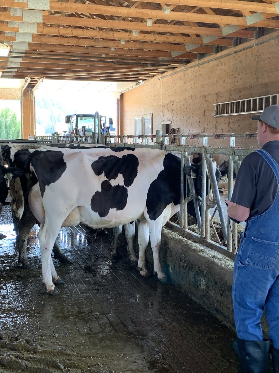 Had a nice classification visit today. This beauty 3 year old alligator was the highlight for us, went 87 points <a href="/_Westgen/">WestGen</a>