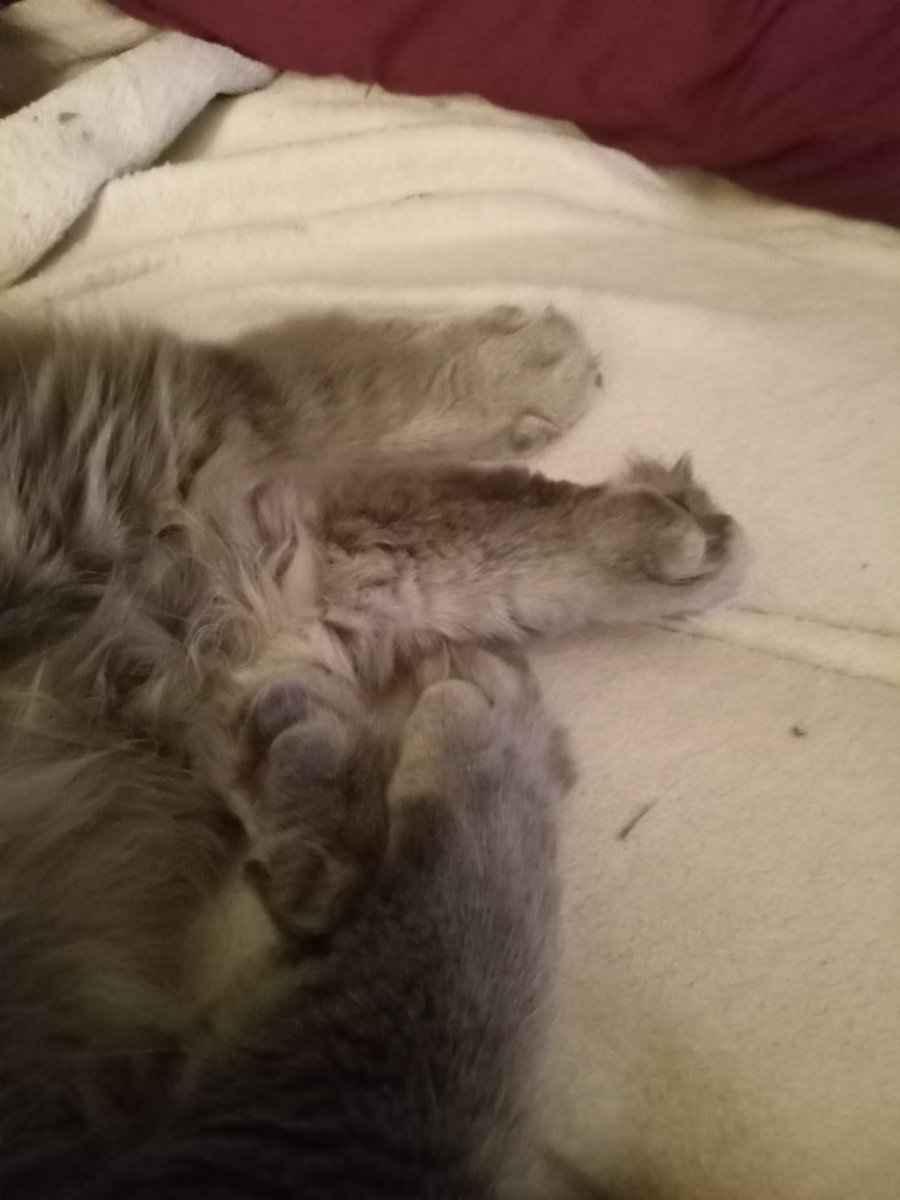 jorileighmom's tweet photo. A pile of kitty paws!! Furry toes are the best toes! ๐พโค๐๐ฑ๐พ#CatsOfTwitter #cats #TabbyTuesday #tabby #cat #mancat https://t.co/IBwVf2Nfs8