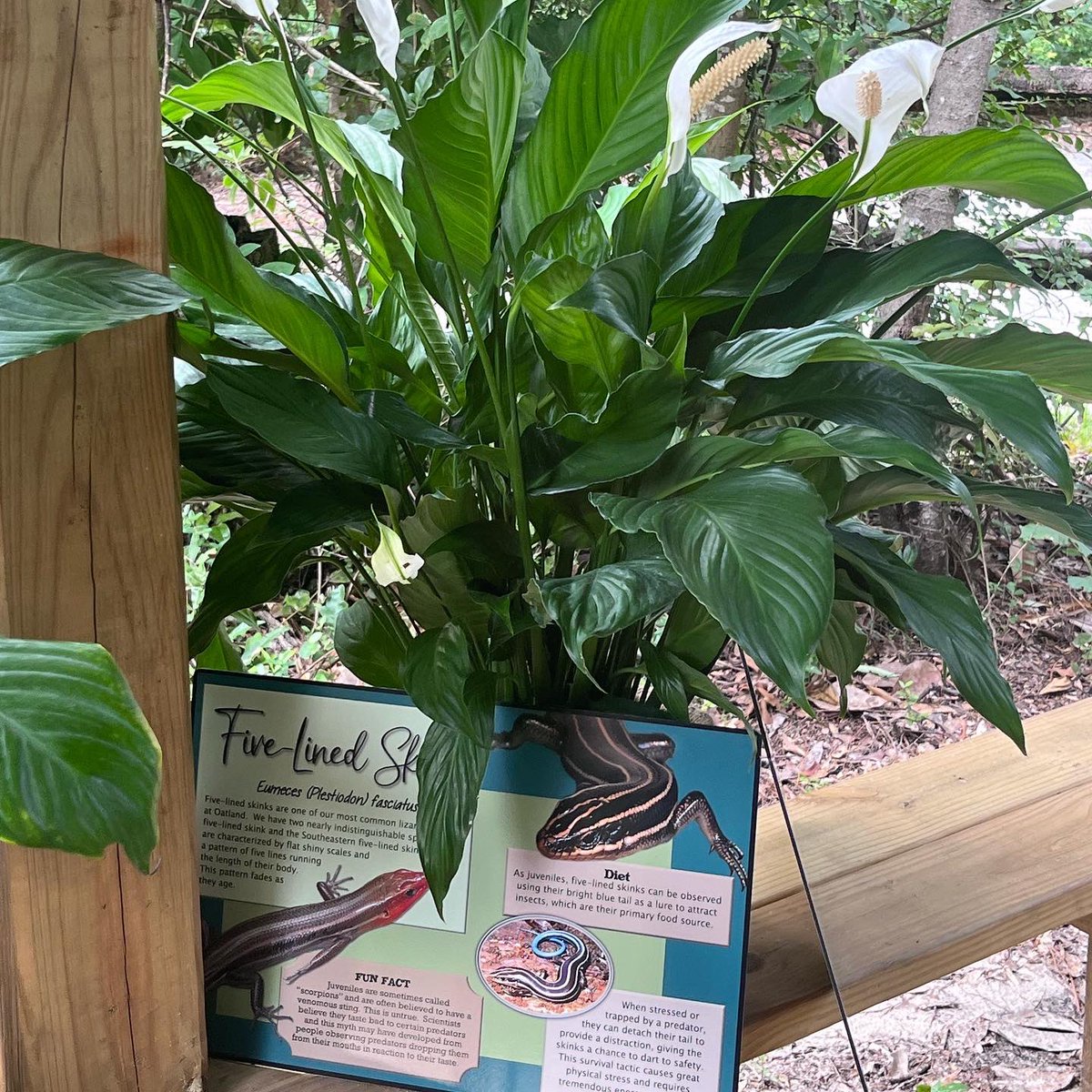 FOO &amp;@OatlandIsland are honored to dedicate a new trail shelter &amp; reptile info signs in loving memory of Logan McCay. Friends &amp; family gathered today felt connected to his memory in this special place. Thank you to everyone who contributed to this effort &amp; we hope you visit soon!