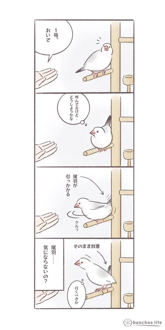 割と繊細な1号だけどそれでいいのか?と思う瞬間もある
#文鳥
#bunchoslife 