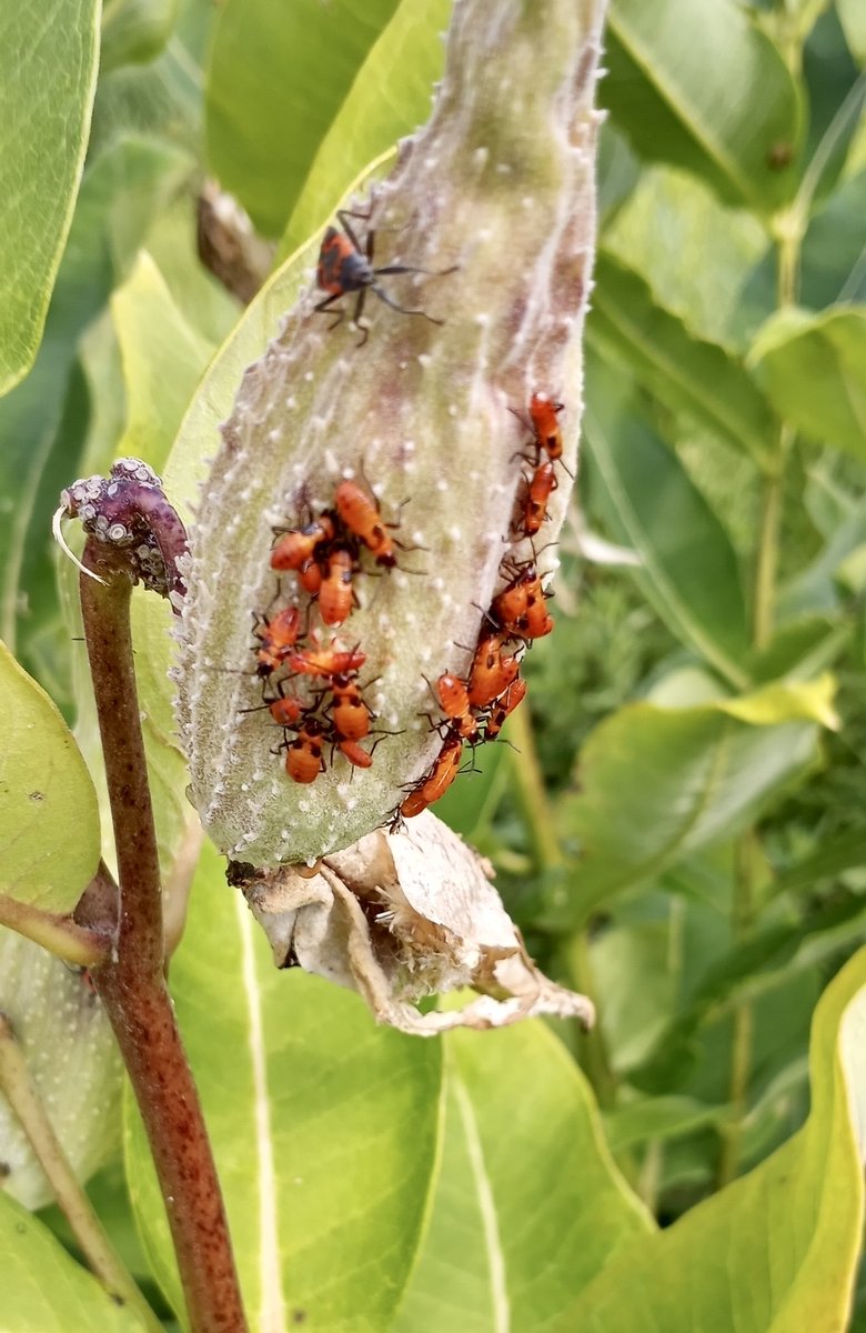 I saw this milkweed pod with a milkweed bug on it and a bunch of little bugs. I don’t know if they’re milkweed bug babies or some other kind of milkweed beetles, But it looks like they’re having a party.
#partybugs