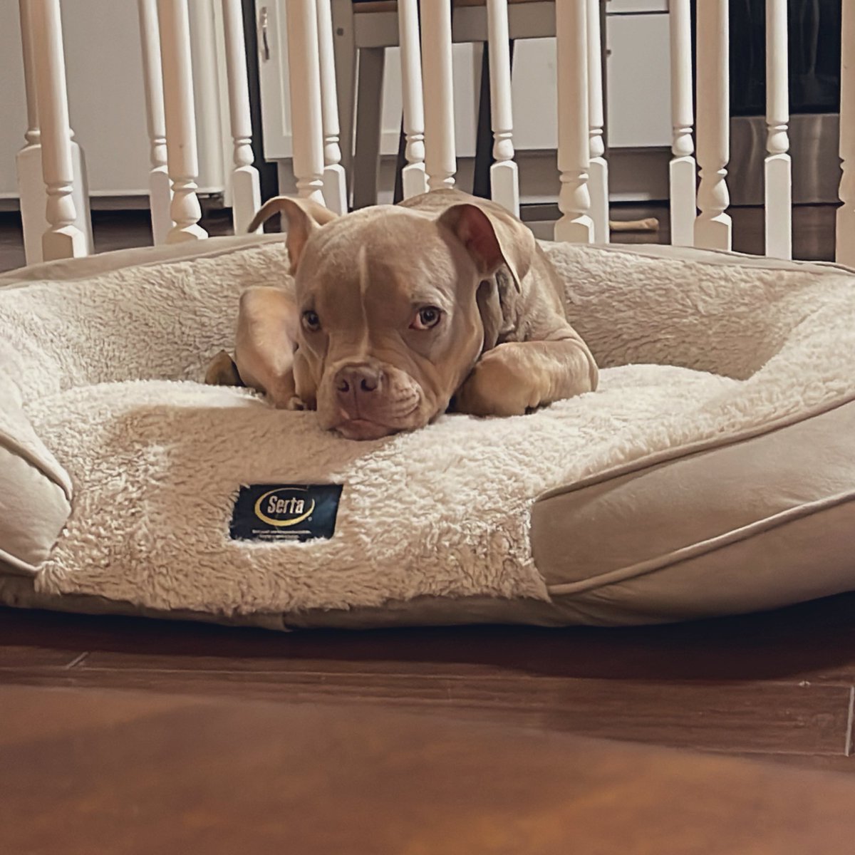 deejay_cell's tweet photo. here’s a cool tweet for your feed. enjoy. #youngpako #yg #americanbully 🐶 https://t.co/SPESQbu0cI