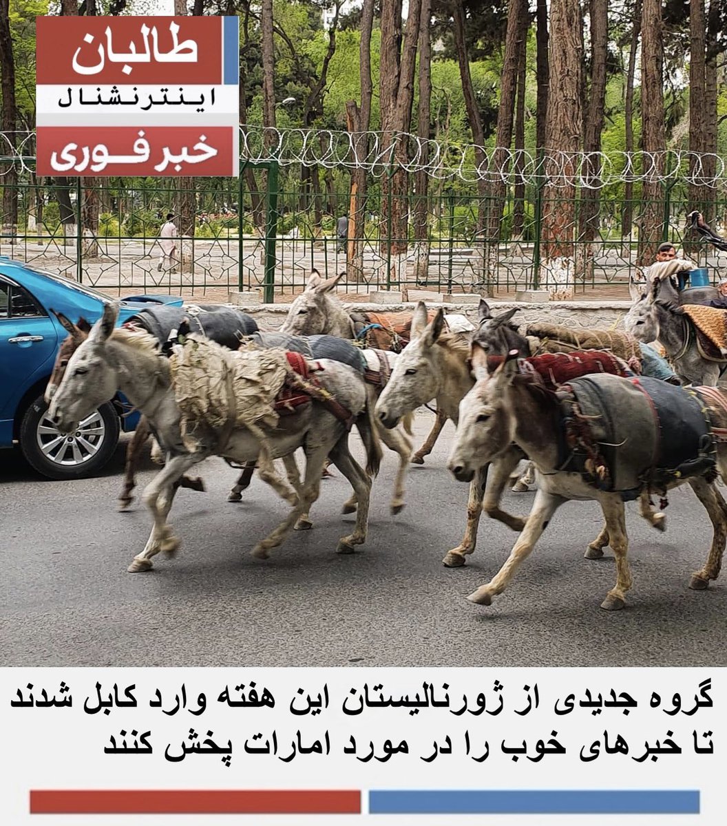 TBinternationa1's tweet photo. گروه جدیدی از ژورنالیستان این هفته وارد کابل شدند تا خبرهای خوب را در مورد امارات پخش کنند  #Taliban #IEA #Afghanistan #Emirate #TalibanJournalists https://t.co/UGf1v9G61k