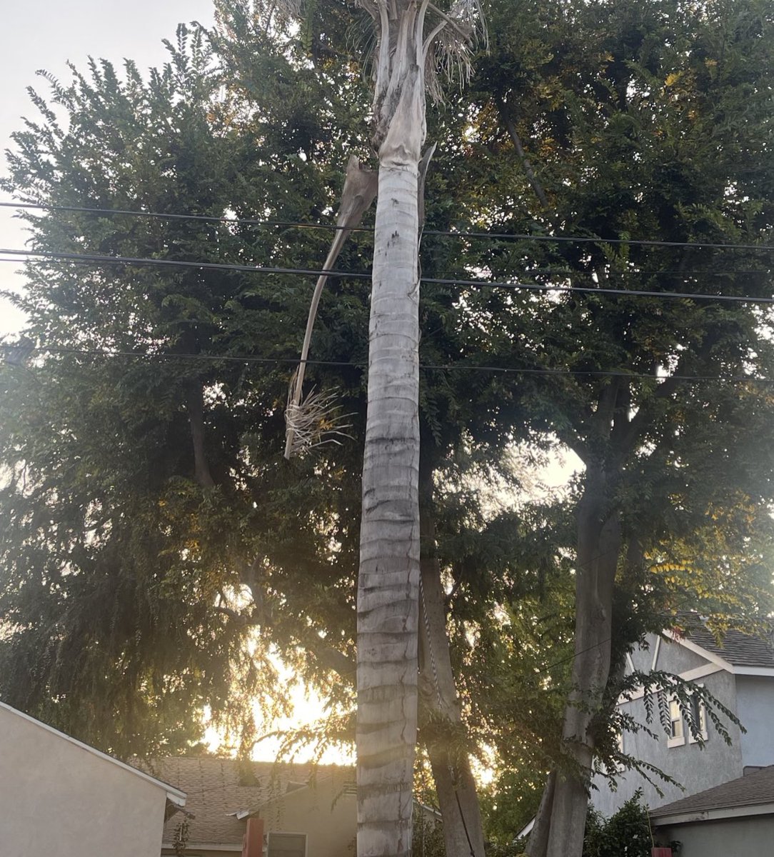 anagh4sg's tweet photo. The palm leave that didn’t get cut https://t.co/sMma3JzsAK
