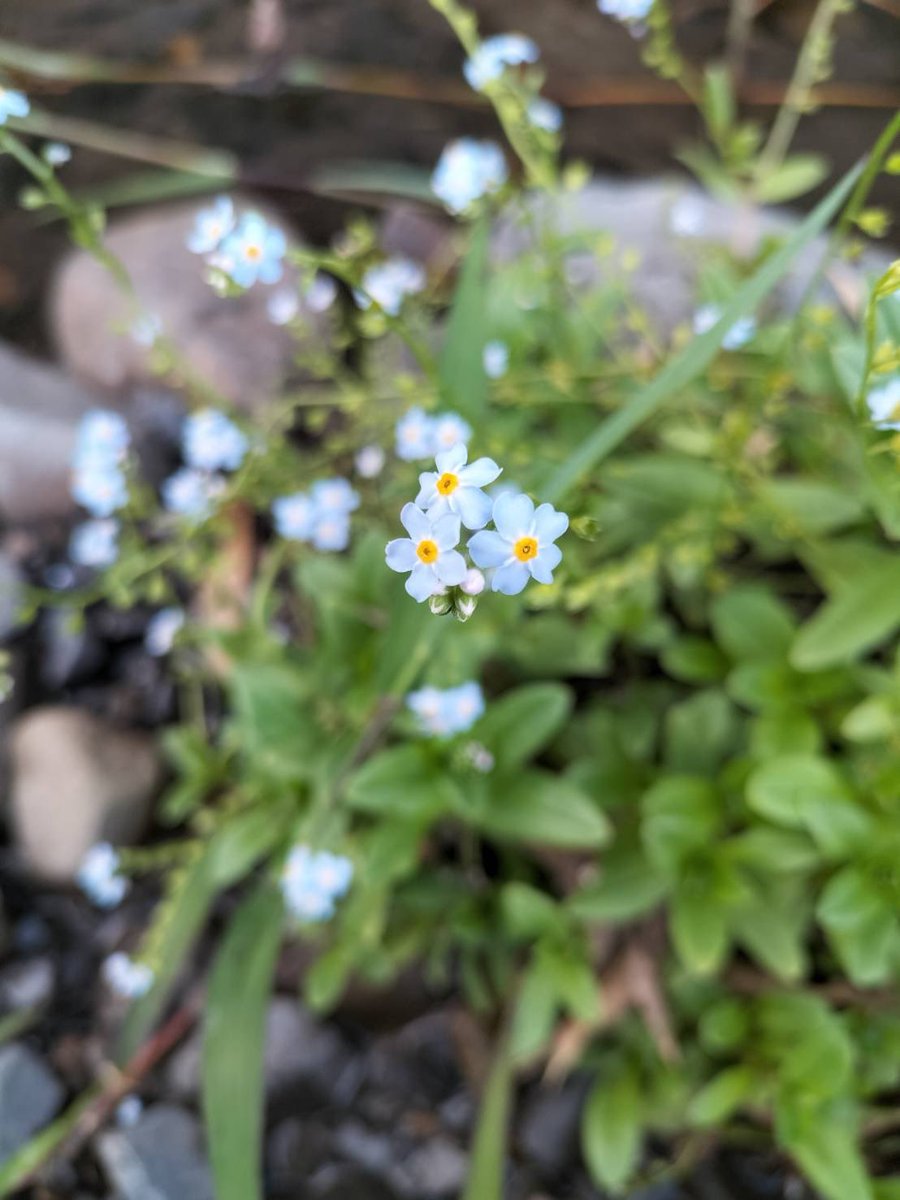 ばぁば、この花は何？と孫が花の写真を送ってくれることが増えました。
Twitterで使ってもいいよ？フォロワー増えるかな？なんて心配もしてくれます（笑）

瓜の花　雫いかなる　忘れ草
芭蕉

年をとっては、忘れたくないことの方が多いです。

#俳句 #芭蕉 #忘れ草より忘れな草 #花写真