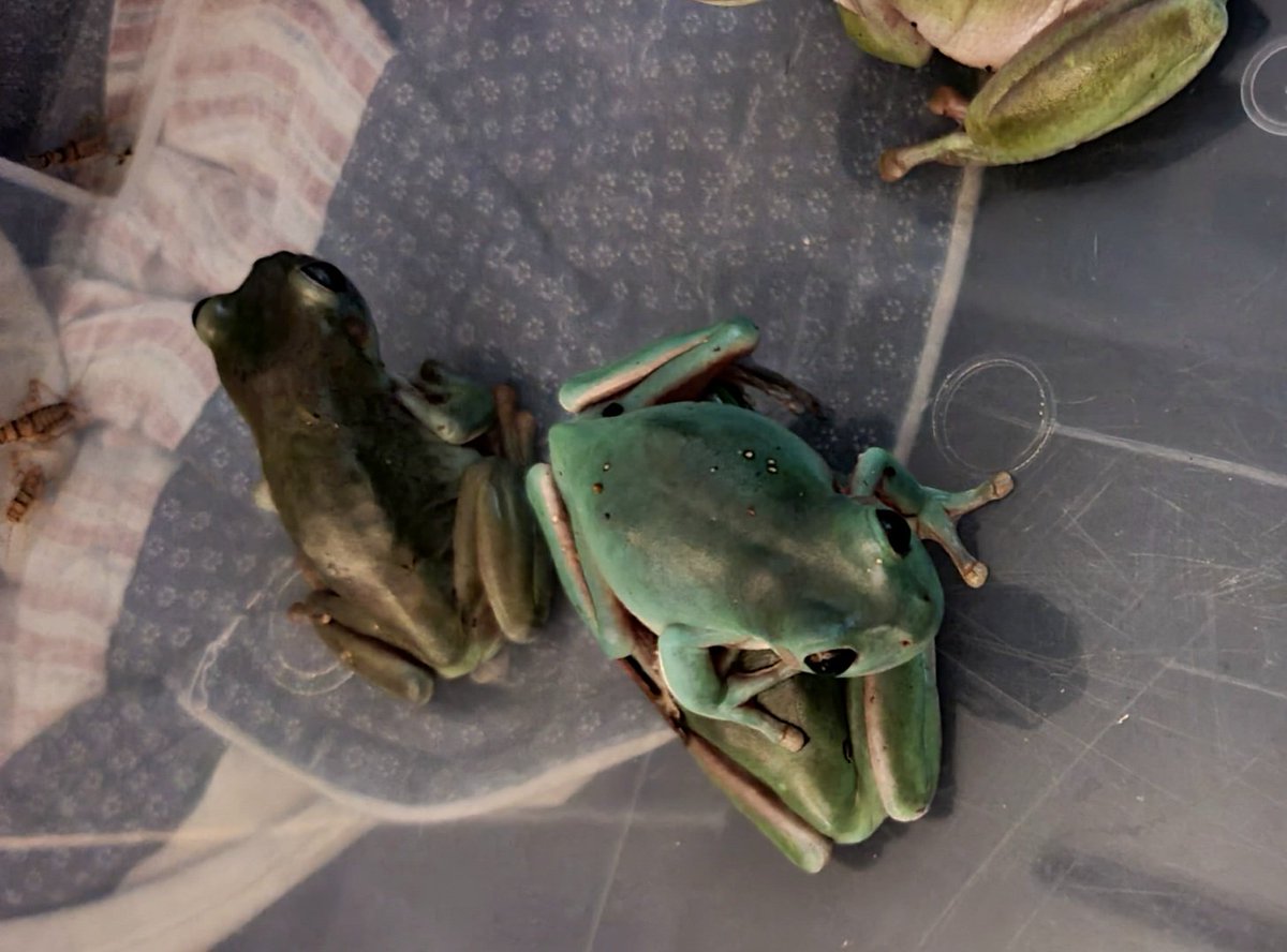 FeelinFroggieMO's tweet photo. Jake does not care about your feelings during feeding time. He will sit on your head in pursuit of nom noms. 😂🐸💚 https://t.co/g1ngzsECfk