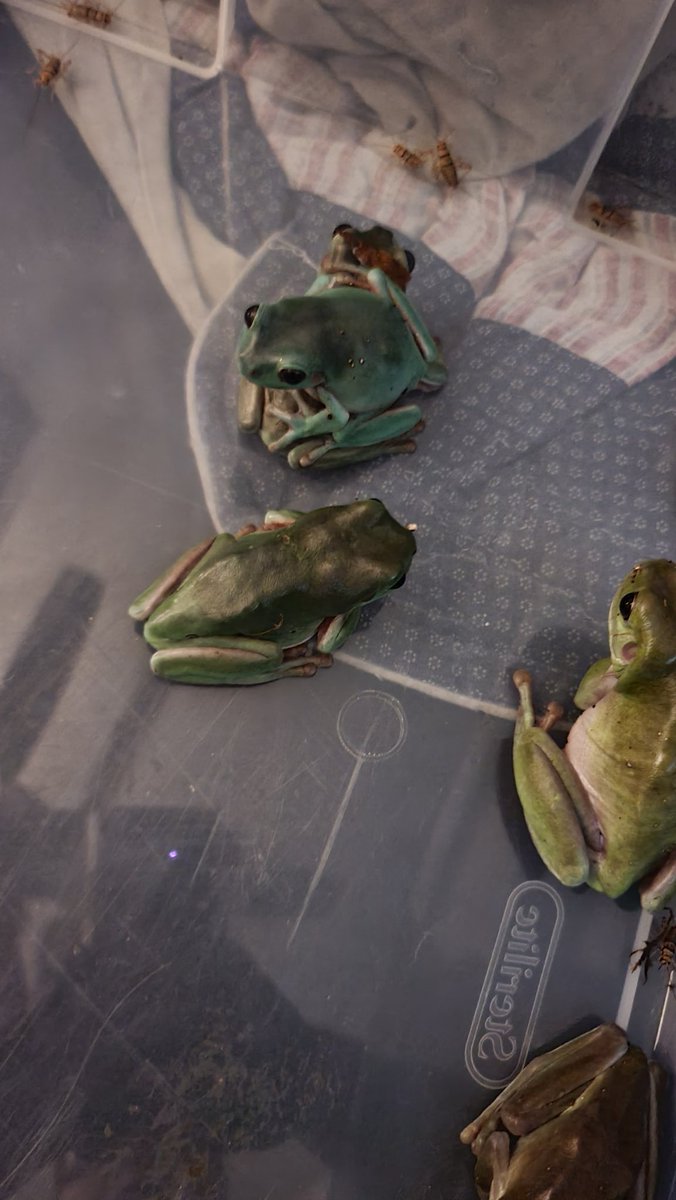 FeelinFroggieMO's tweet photo. Jake does not care about your feelings during feeding time. He will sit on your head in pursuit of nom noms. 😂🐸💚 https://t.co/g1ngzsECfk