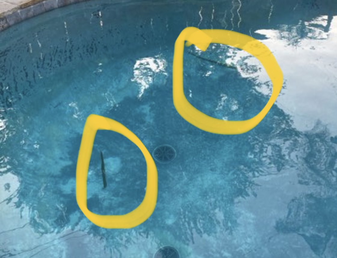 anagh4sg's tweet photo. And the leaves that were left inside the pool https://t.co/yguP4eHKjr
