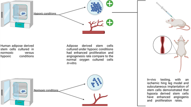 The potential for angiogenic therapeutics with stem cells is high, more so, if we discover ways enhancing their natural angiogenic properties. 
“Hypoxia-preconditioning of human adipose-derived stem cells enhances cellular proliferation and angiogenesis”👇
jctres.com/en/08.202201.0…