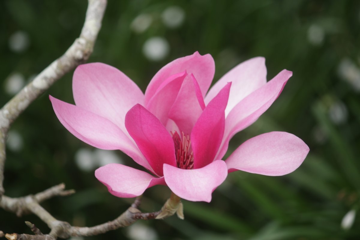 AklBotanicGrdns tweet media