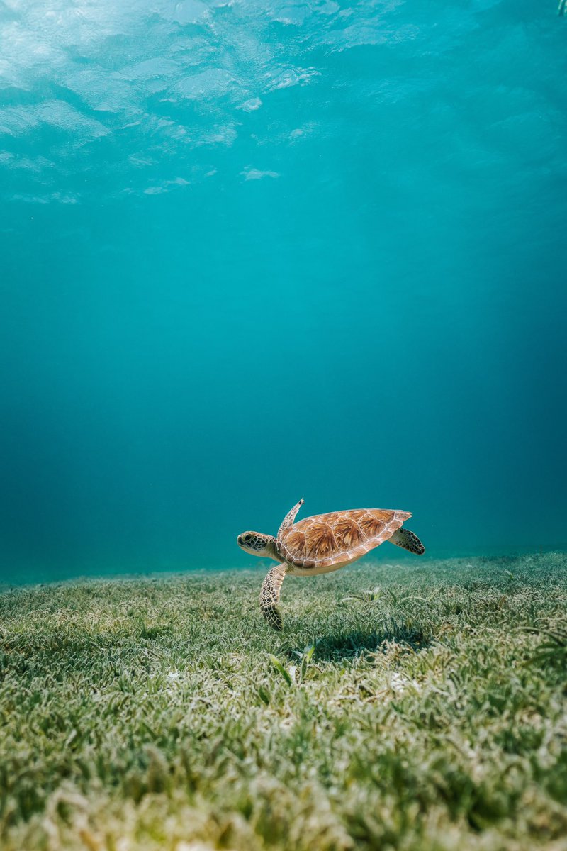 SeaTurtles_org tweet picture