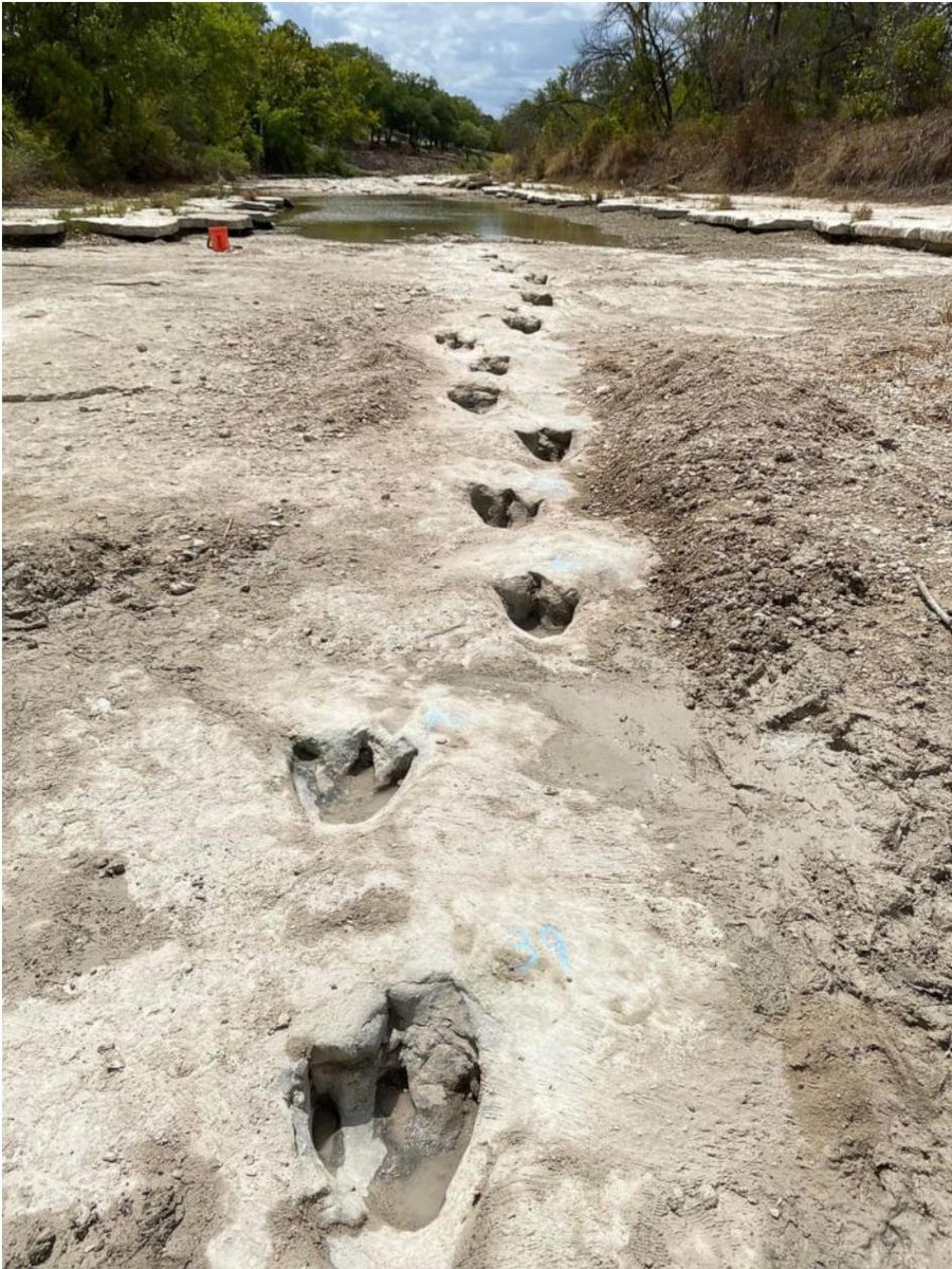 asIiceofhistory's tweet photo. Amid a drought, the Dinosaur Valley State Park has discovered dinosaur footprints that have historically been covered by water and sediment. They date back more than 113 million years. https://t.co/yRFRZgFYlz