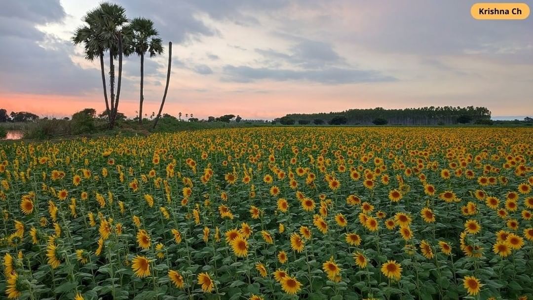 Praveen_nature's tweet photo. #Bbcphotography #Nature #Naturelover #NaturePhotography #NatureBeauty #Beautiful @bbcnewstelugu @incredibleindia https://t.co/YUa1lJ7DgR