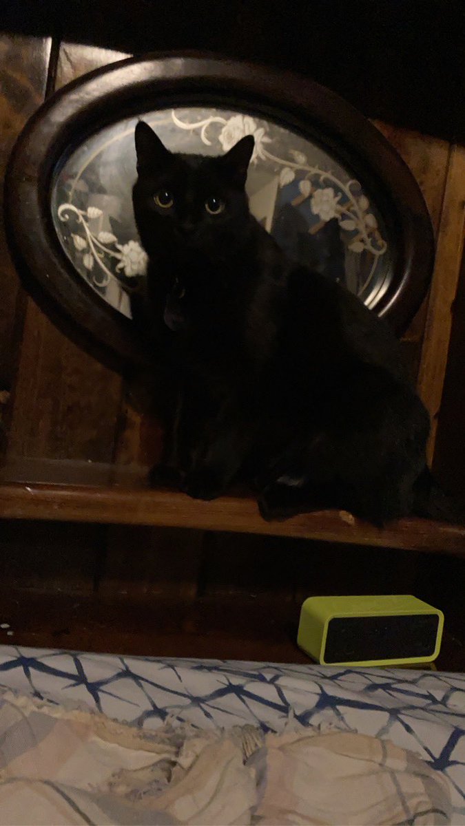 Akira is my favorite void. He likes to chew on fingers and yawl at your head while your sleeping 10/10 kitty.