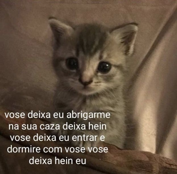 memeparaoarroba's tweet photo. https://t.co/hCsUrzWnKj