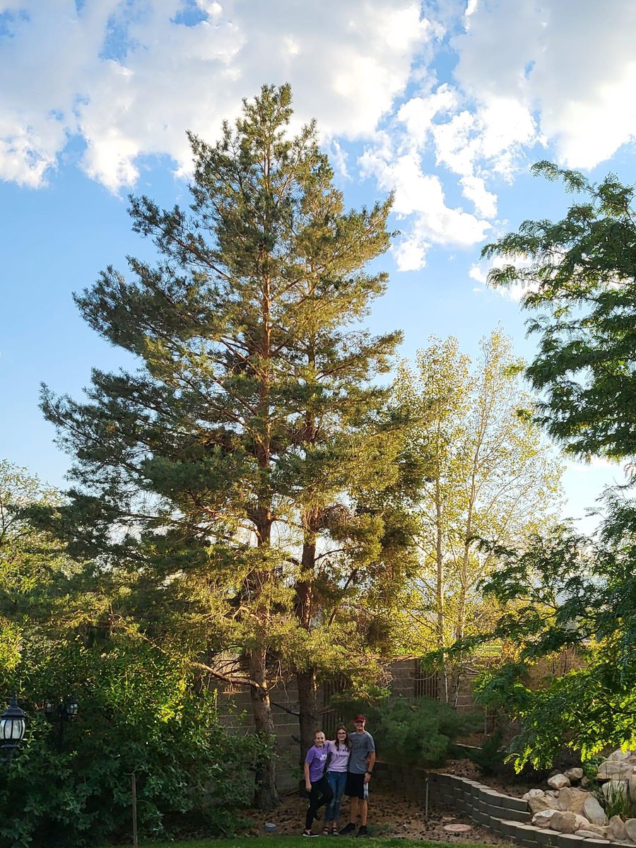 clisty's tweet photo. My cousin’s tree, grown from a seedling she got from a @Wendys meal, many years ago. https://t.co/gCmmJFiFSC https://t.co/szwe1LwPCH