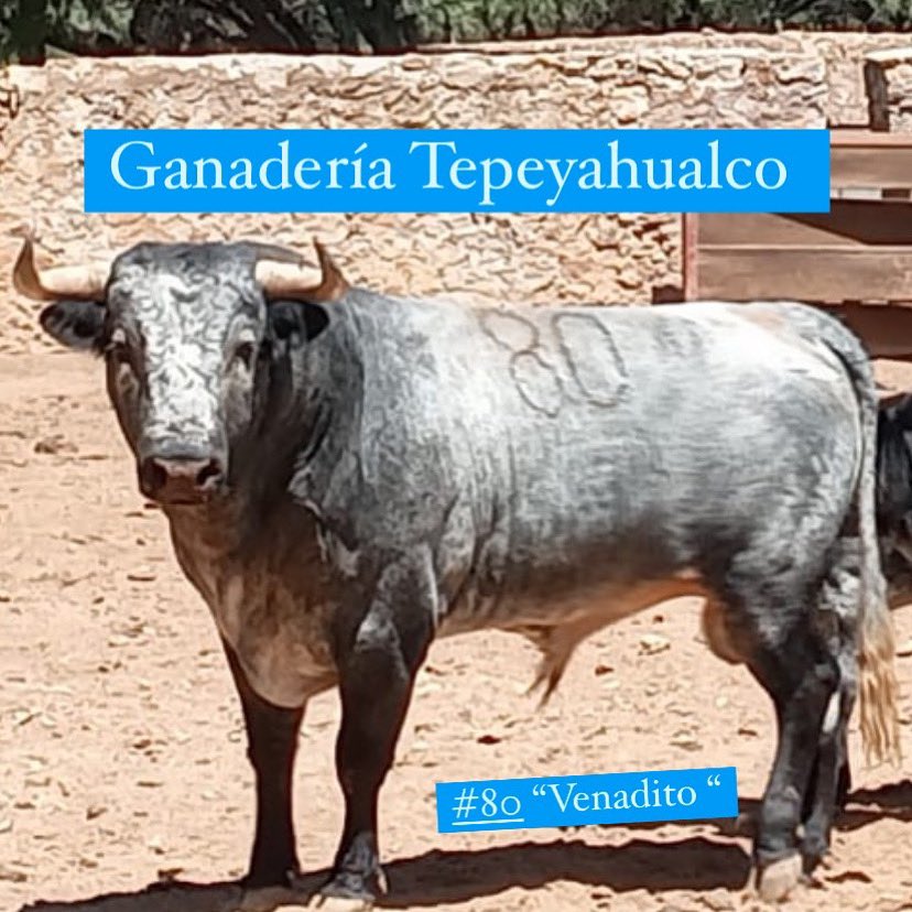 Venadito número 80
#ganaderiatepeyahualco
