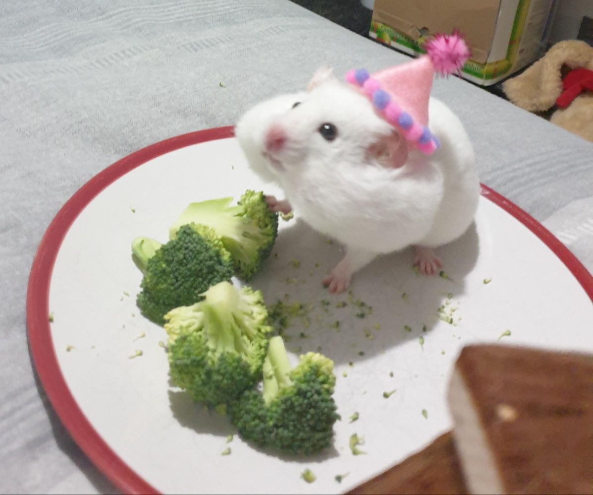 hamster eating broccoli ✧*:･