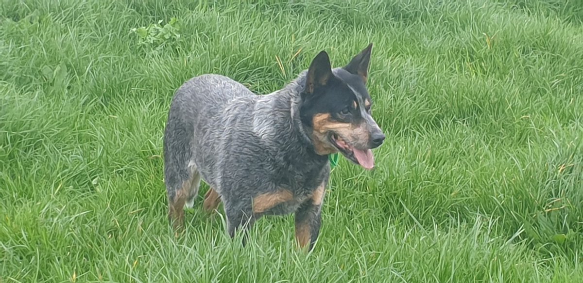 PouwelsDel's tweet photo. My blue babies
#aussiesofnz
#australiancattledogsofnz
#kiwiblueheelers
#aussieblues
#midgeandsapphire https://t.co/JlEGUMiLSk