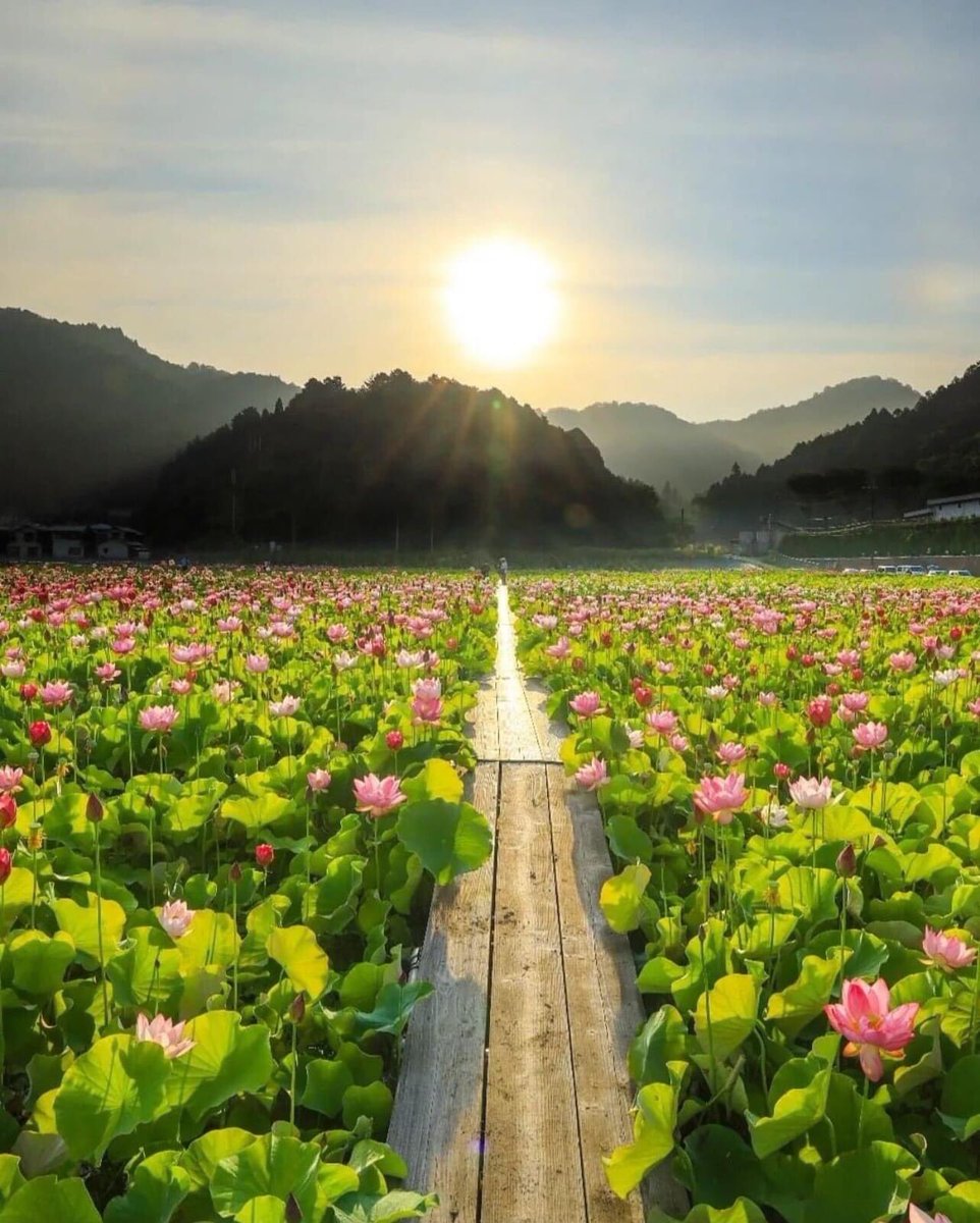 Good morning 🌞 Wednesday Dear Twitter Friends