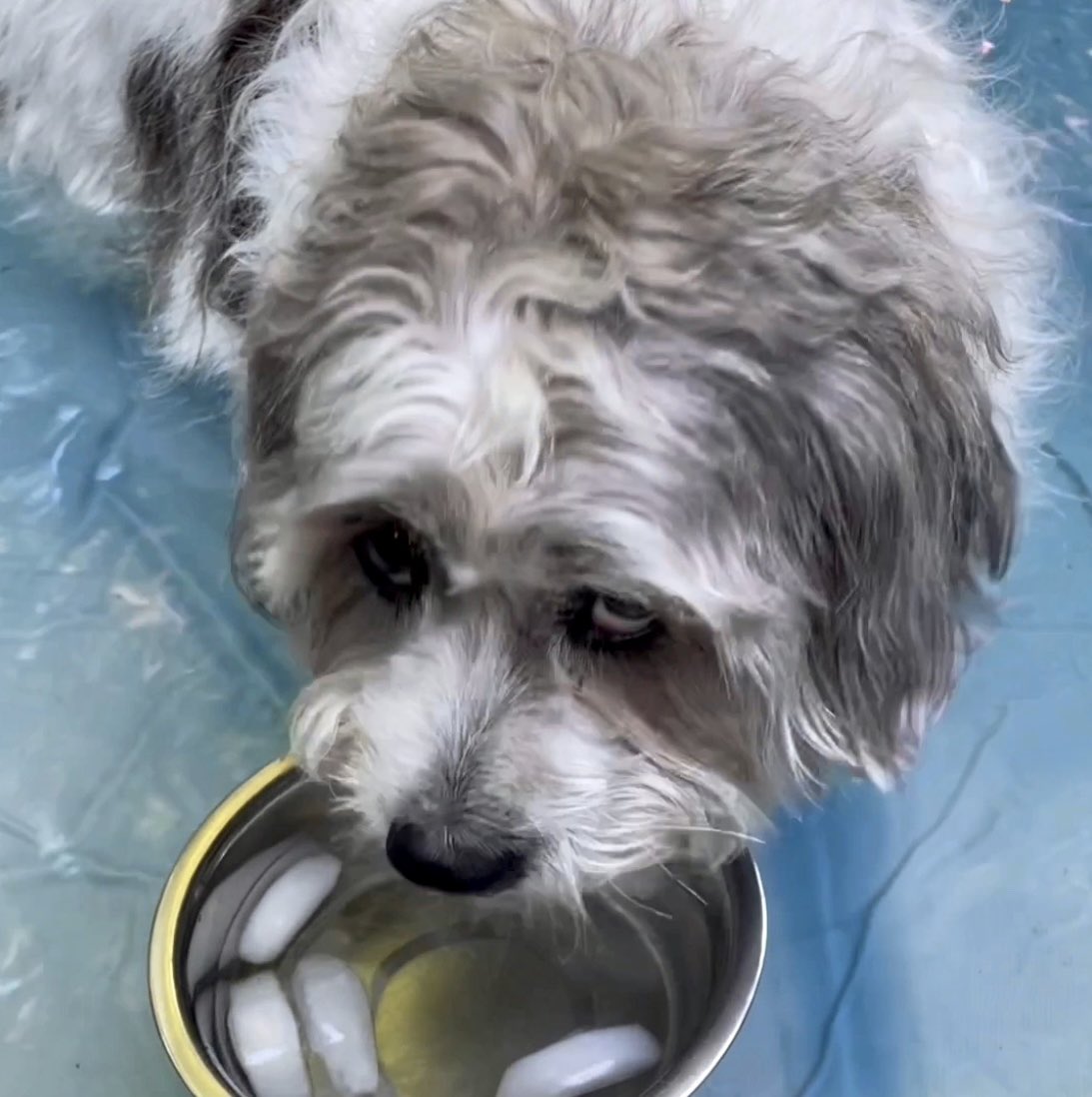 DCStacy1's tweet photo. @nbcwashington 
#PatsPrizedPets
 “Yes, I’m sipping ice water from a bowl floating in my own personal doggie pool … isn’t that completely normal?” https://t.co/QHzWjaxqlY