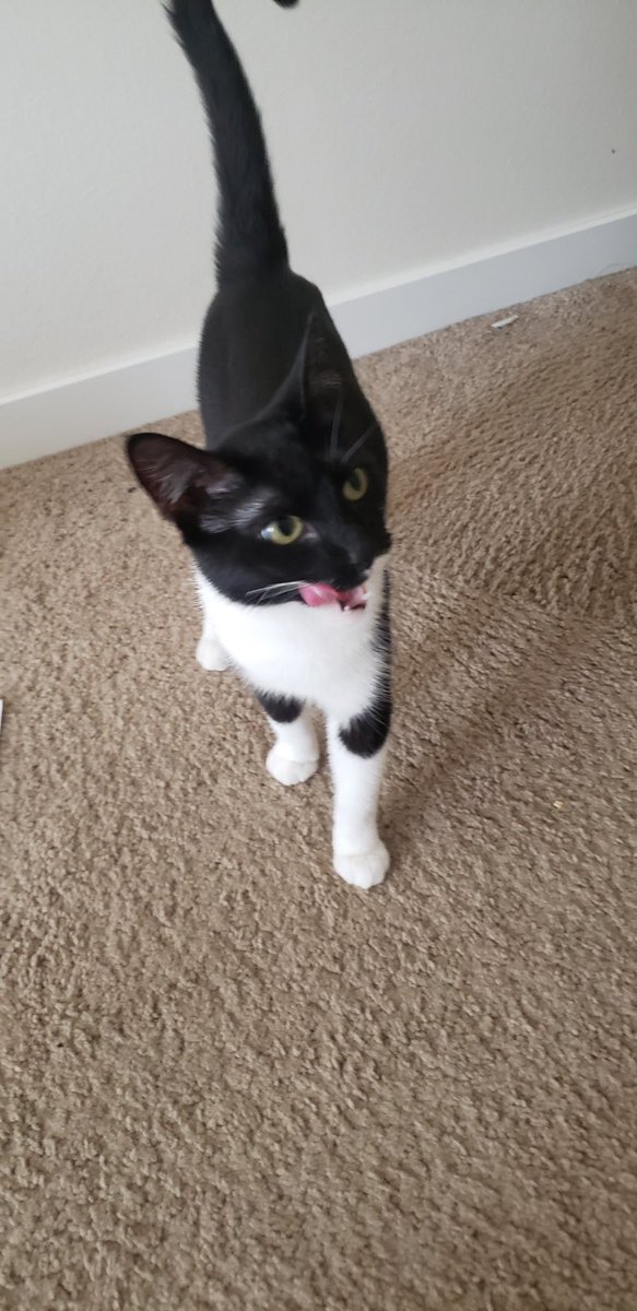 thisisbeth's tweet photo. If anyone is looking for a new cat…or thinking about getting a new cat, this little girl needs a home! https://t.co/lxvr9S3a4h