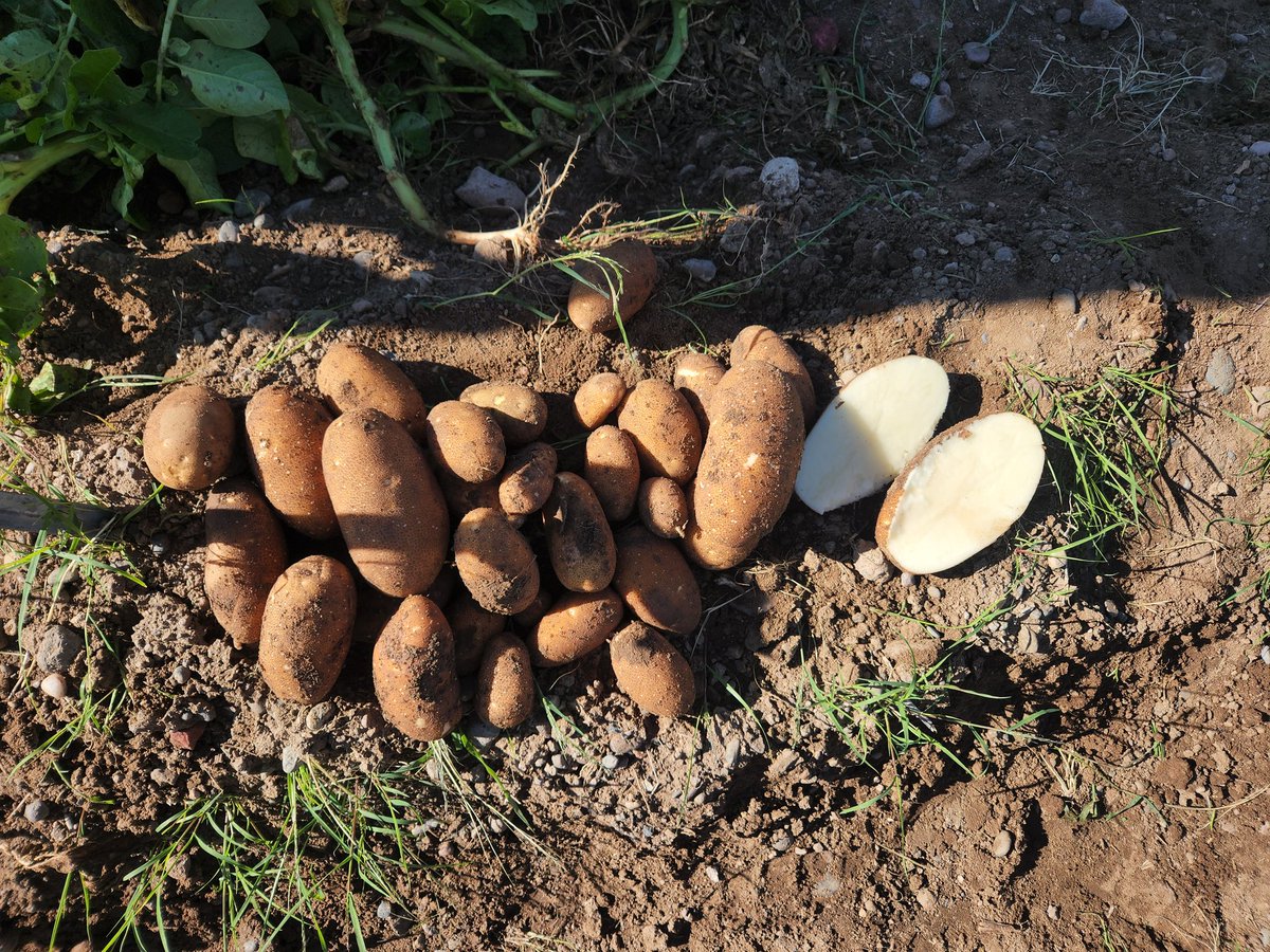 It was an amazing day for the 2022 Grower Field Day. I so appreciate the #potato growers who spend time and effort on the variety trial! CO potato harvest is coming! 
<a href="/CPAC2/">Colorado Potatoes</a> <a href="/CSUAgSci/">CSU College of Agricultural Sciences</a> <a href="/CSU_HLA/">Dept. of Horticulture and Landscape Architecture</a>