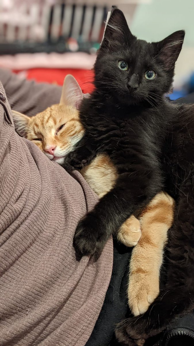 These two have been keeping us busy. New additions to our household: Toasty (AKA the Ginger Ninja) and Silco (or Coco. Haven't settled on his name yet)