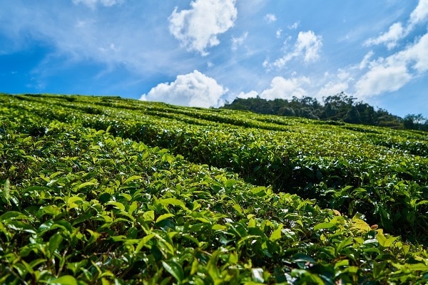 npcs_in's tweet photo. How to Start a Tea Cultivation and Processing in India
https://t.co/GnwwLBsHv9
#Tea #Cultivation #Processing #TeaCultivation #StartyourownIndustry #StartupBusinessIdeas #Business #TeaProduction #TeaBusiness #TeaManufacturing #Teaprocessing https://t.co/orFRBIAq9u
