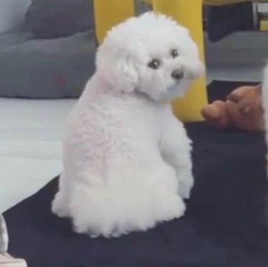BraveGirls_gifs's tweet photo. Even Brave Doggos give us good memes @nyong2ya 

#얌얌 #yamyam #doglovers #minyoung #bravegirls #bravedoggos #브레이브걸스 https://t.co/O5UpucmgUv
