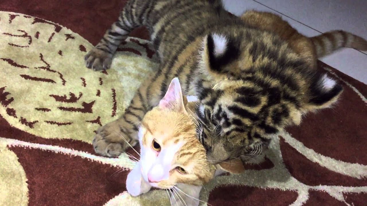 Тигренок и кот