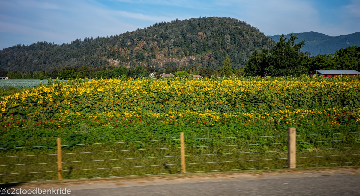 c2cfoodbankride's tweet photo. From the plains of the Fraser River to the Okanagan Valley the agriculture landscape changes almost as rapidly as the elevations.

#fromtheroad #onboardphotographer  #thisisour🇨🇦 https://t.co/sYmsxdMsy3