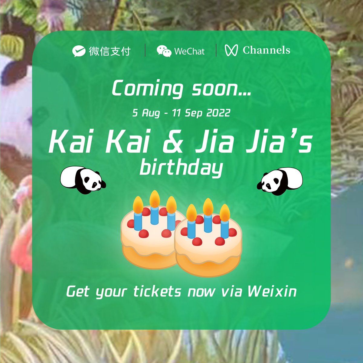 Weixin_WeChat's tweet image. Want to join in the birthday fun for the new panda cub, Le Le, and his family at Mandai Wildlife Reserve? From now to 11 Sep, get tickets via #WeChat #MiniProgram and pay with #WeixinPay to enjoy a special discount. Follow Mandai on #WeChatChannel for latest updates!