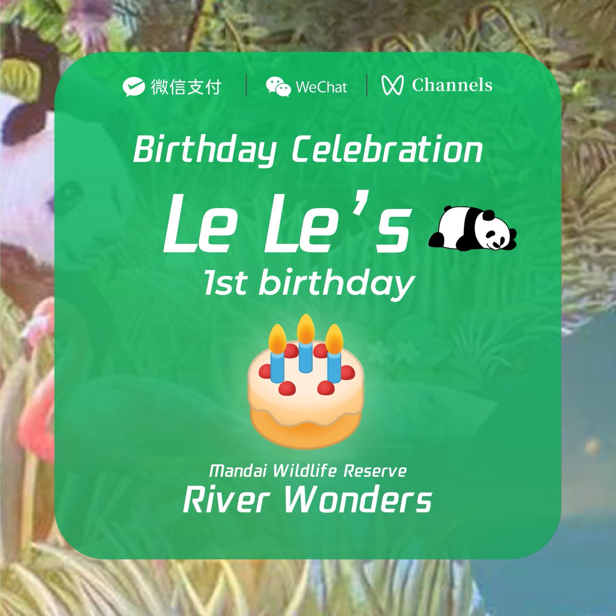 Weixin_WeChat's tweet image. Want to join in the birthday fun for the new panda cub, Le Le, and his family at Mandai Wildlife Reserve? From now to 11 Sep, get tickets via #WeChat #MiniProgram and pay with #WeixinPay to enjoy a special discount. Follow Mandai on #WeChatChannel for latest updates!