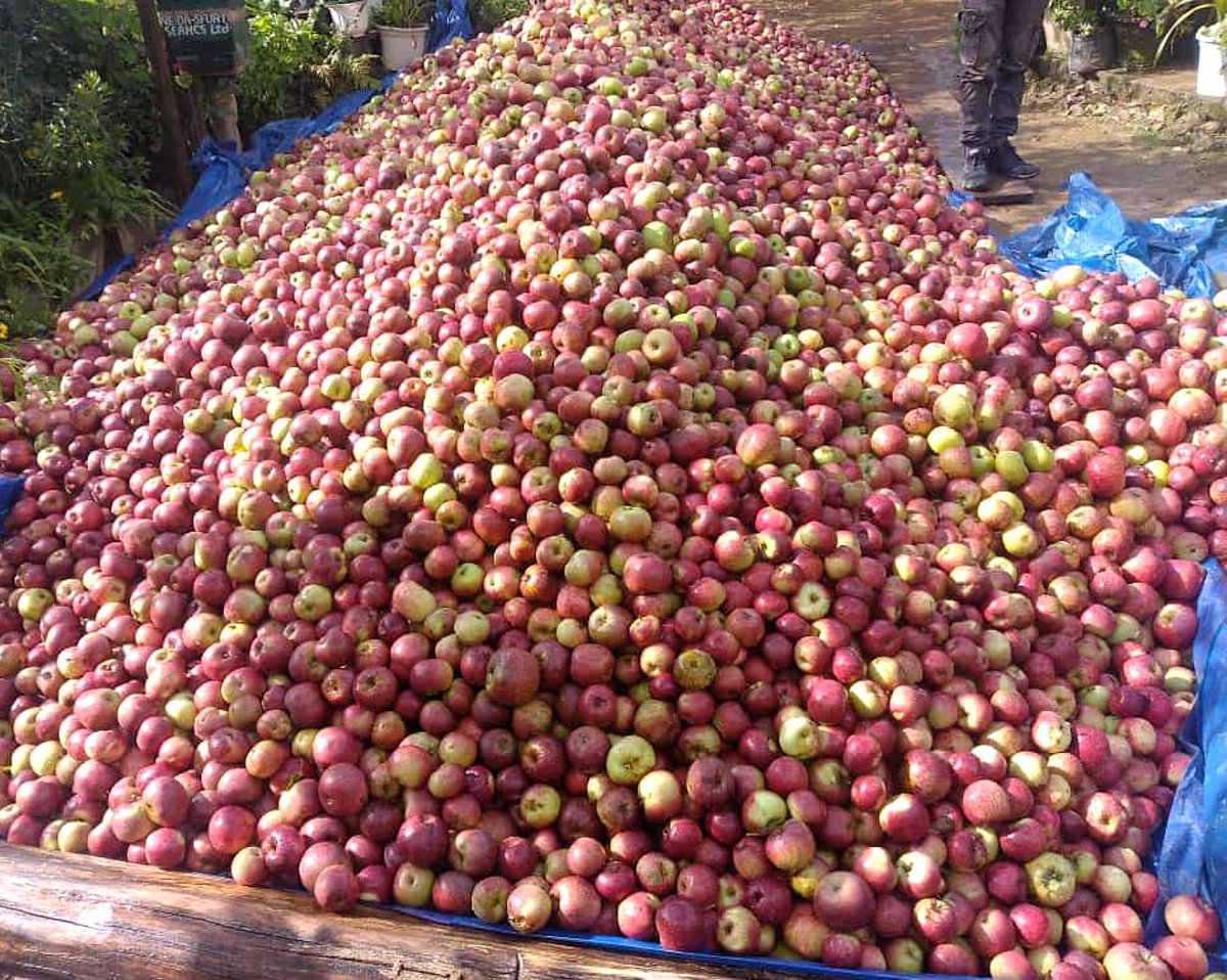 Thanamir organic Apple on sale in Kohima from 24-26 Aug 2022
Location: opposite post office, Kohima. 
Contact: 9862438948, 9366621874
At Thanamir village, also known as ‘Apple village’, in Nagaland located at the foothills of Saramati Mountain, Apples are grown in abundance.