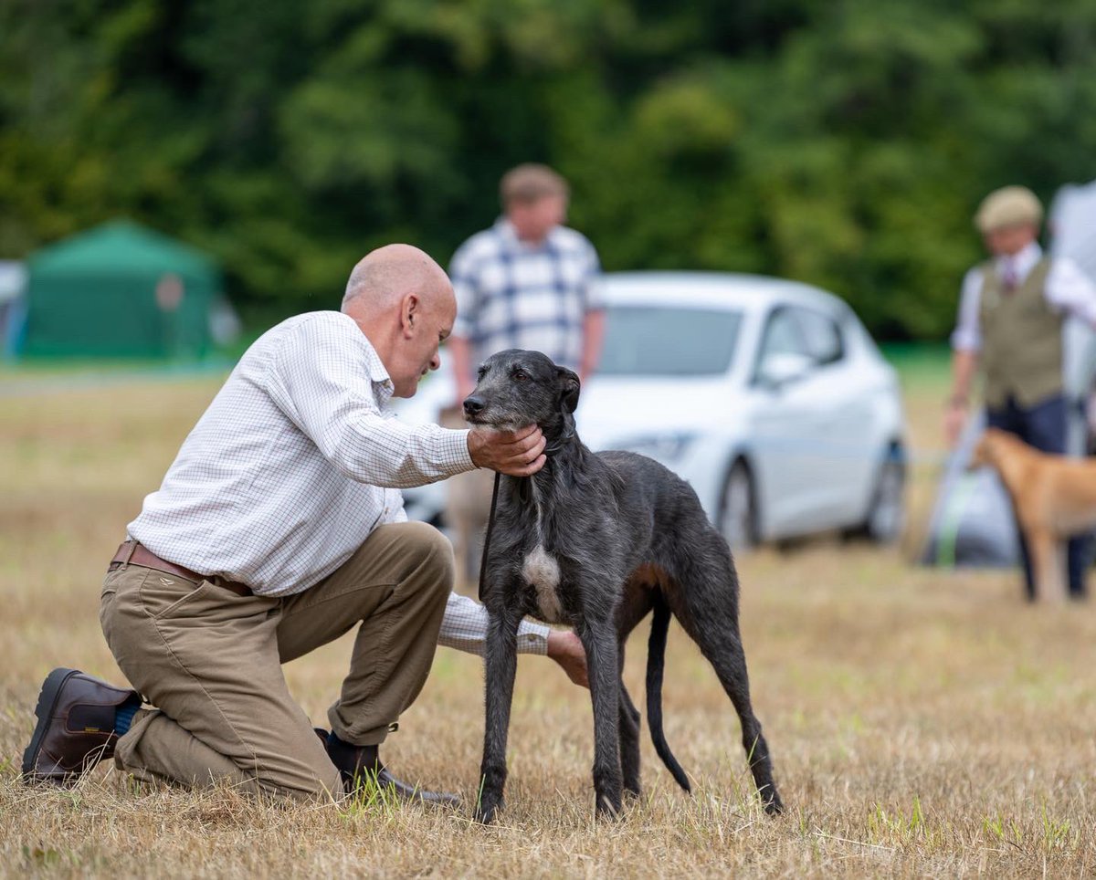 lurcherwork's tweet image. #lurcher #runningdogs #dogshow #fastdogs #sighthound