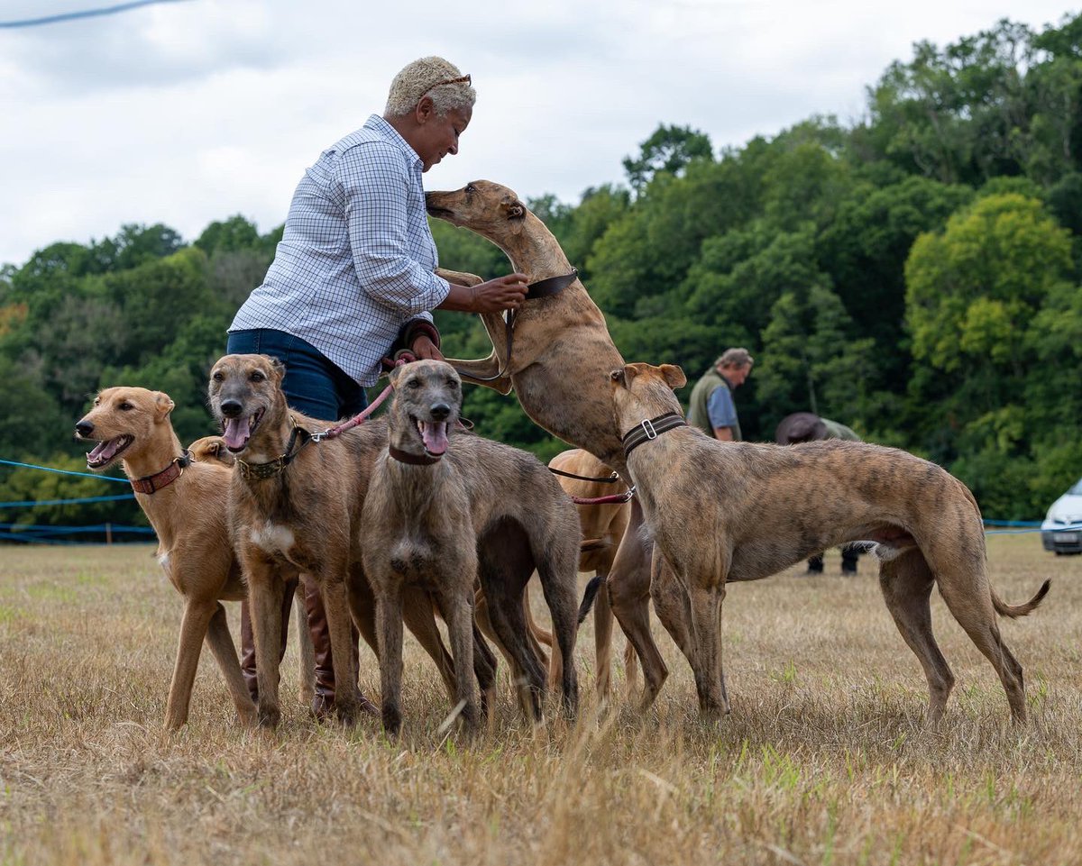 lurcherwork's tweet image. #lurcher #runningdogs #dogshow #fastdogs #sighthound