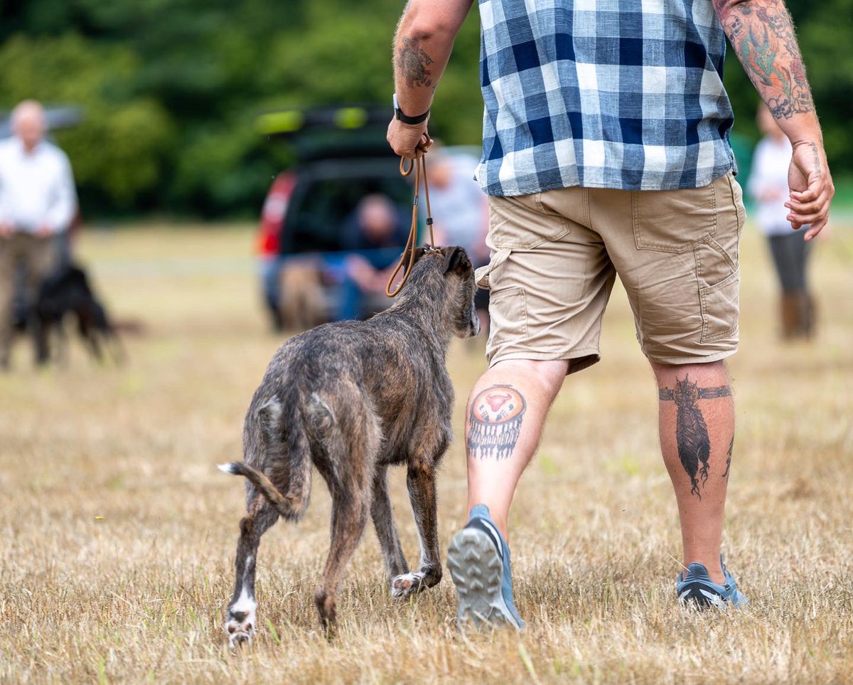 lurcherwork's tweet image. #lurcher #runningdogs #dogshow #fastdogs #sighthound