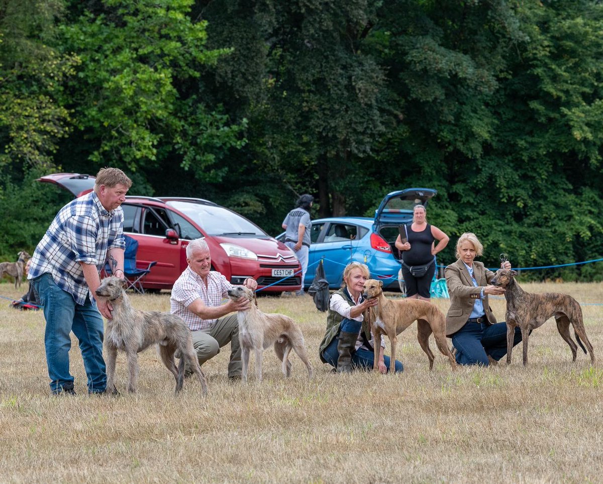 lurcherwork's tweet image. #lurcher #runningdogs #dogshow #fastdogs #sighthound