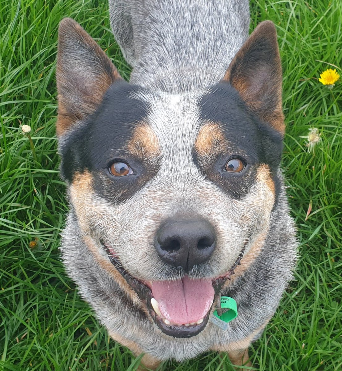 PouwelsDel's tweet photo. My blue babies
#aussiesofnz
#australiancattledogsofnz
#kiwiblueheelers
#aussieblues
#midgeandsapphire https://t.co/JlEGUMiLSk